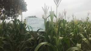 current EDAPO Farm