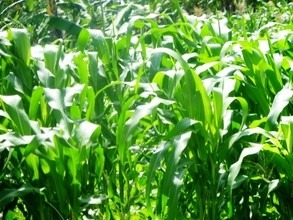 Farm of Maize and Beans