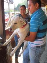 Helping at the pet clinic