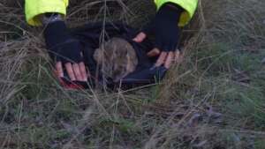 Bandicoot health check