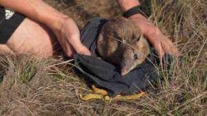 Bandicoot health check and release