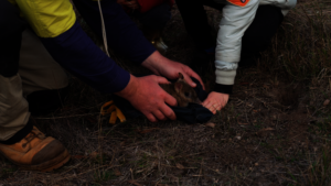 Bandicoot at Woodlands Historic Park
