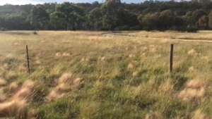 Bandicoot Habitat