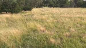 Bandicoot Habitat