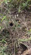 Bandicoot Holes