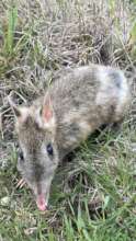 Bandicoot monitoring - photo by Zoe Rowell