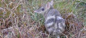 Bandicoots love the long grass!
