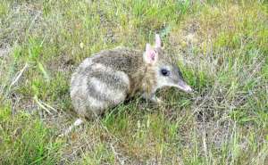 One of our Eastern Barred Bandicoot 'cleanskins'.
