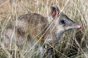 Bandicoots love to hide in long grass!