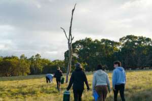 Bandicoot trapping and monitoring event