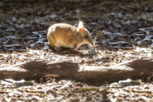 Eastern Barred Bandicoot