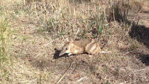 Adult Eastern Barred Bandicoot in sparse grassland