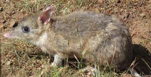 Eastern Barred Bandicoot