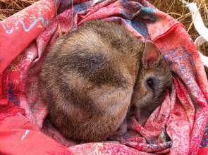 Bandicoot monitoring - good morning!
