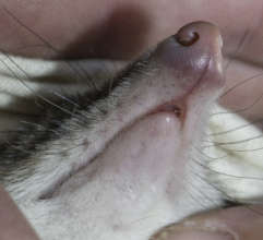 Hmm.. been looking after your teeth? Photo D. Paul