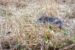 Eastern Barred Bandicoots are thriving!