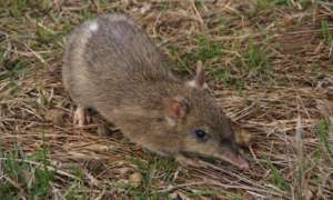 Eastern Barred Bandi-cute!