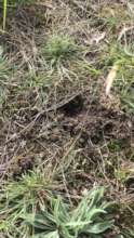 Bandicoot holes