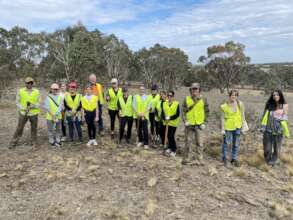 Volunteers helping remove serrated tussock