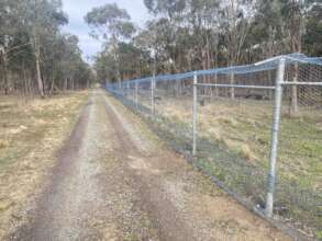 New bandicoot sanctuary fence.