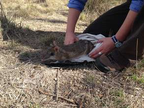 Releasing the bandicoot after the health check