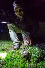 Travis releasing our newest bandicoot resident!