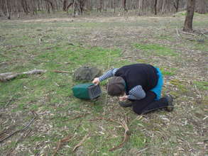Volunteers checking traps