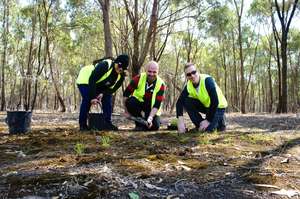 Volunteers planting grasses