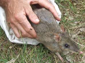 Bright eyed Bandicoot ready for release!