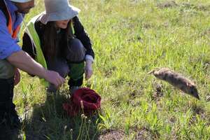 Releasing an Eastern Barred Bandicoot!