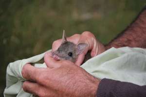 Juvenile Eastern Barred Bandicoot