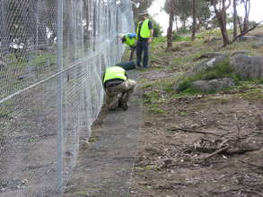 Volunteers installing protective fence
