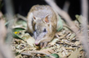 Safeguard a Bandicoot from Extinction