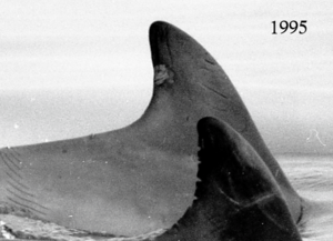 Bullett and an older calf