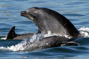 Feeding frenzy