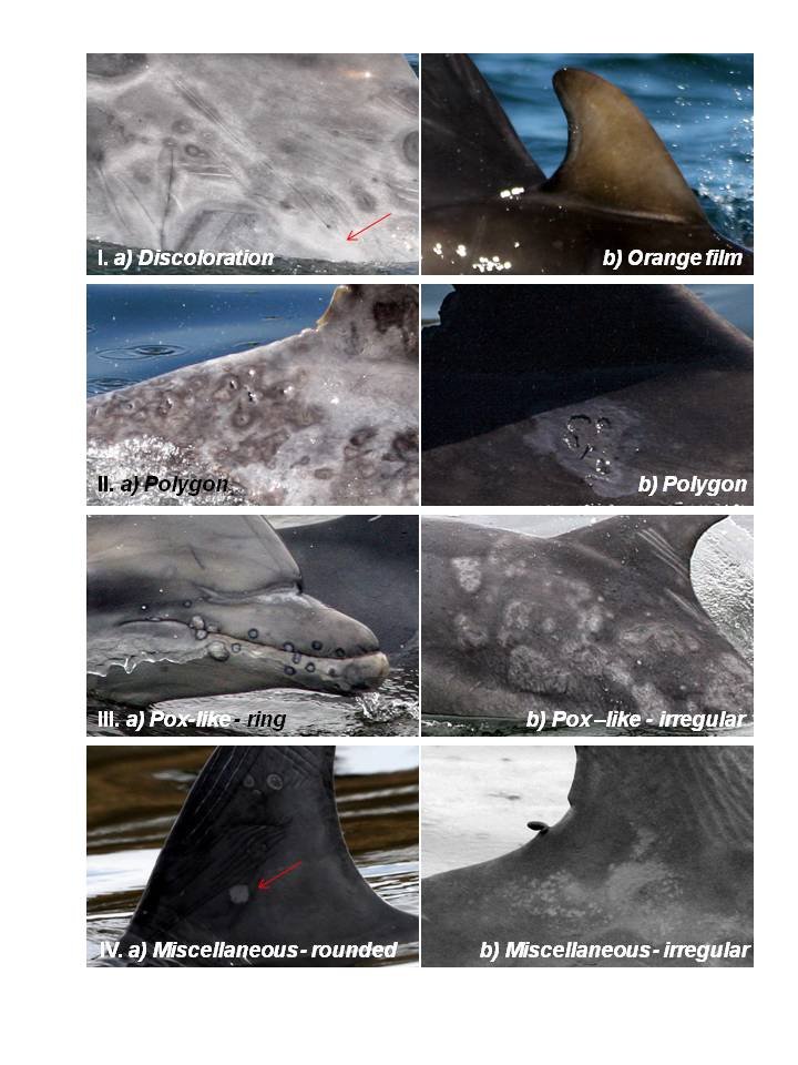 HELP SAVE DOLPHINS IN CALFORNIA WATERS