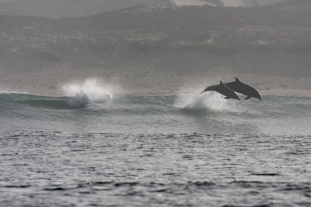HELP SAVE DOLPHINS IN CALFORNIA WATERS