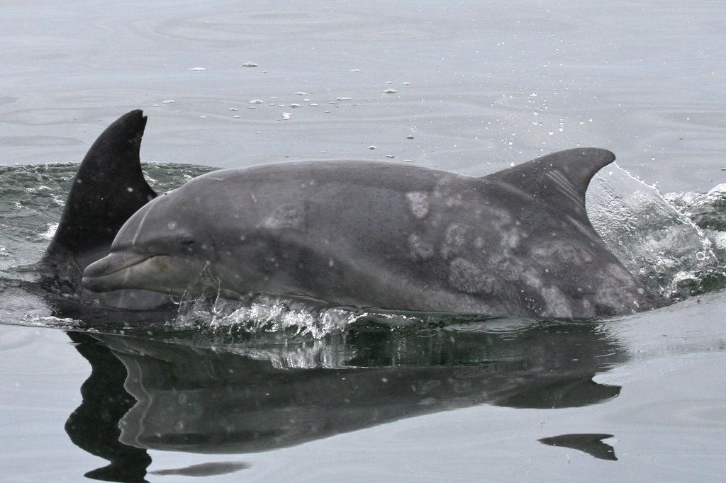 HELP SAVE DOLPHINS IN CALFORNIA WATERS