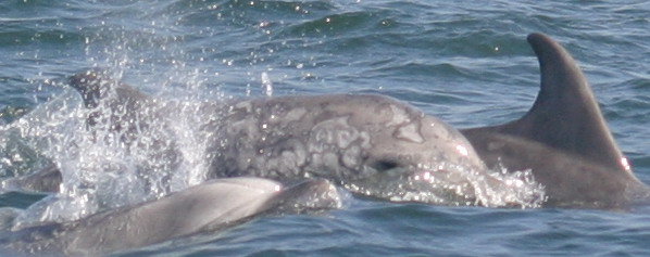 HELP SAVE DOLPHINS IN CALFORNIA WATERS