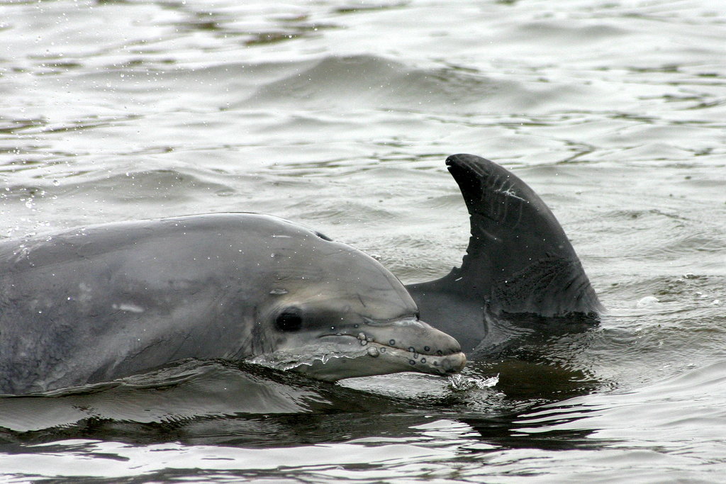 HELP SAVE DOLPHINS IN CALFORNIA WATERS