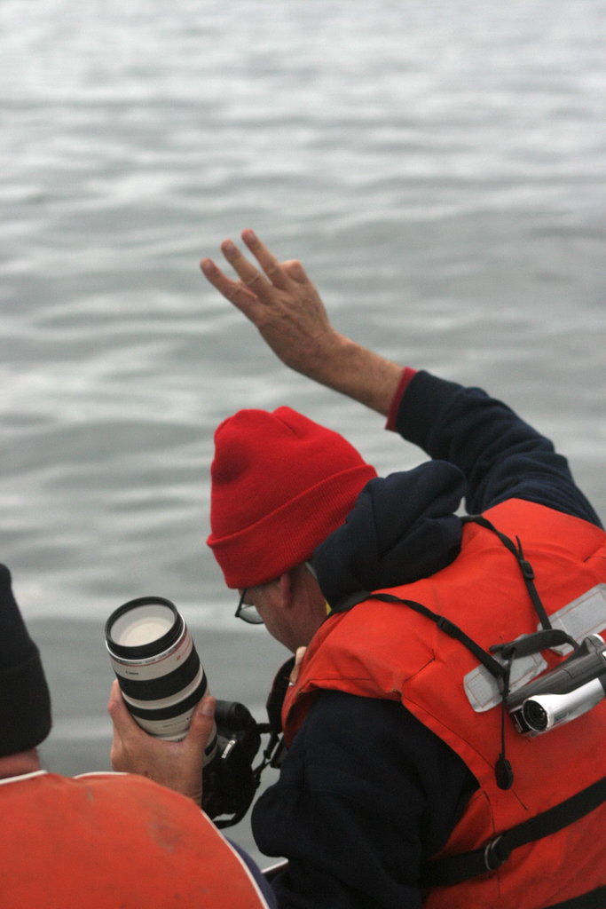 HELP SAVE DOLPHINS IN CALFORNIA WATERS