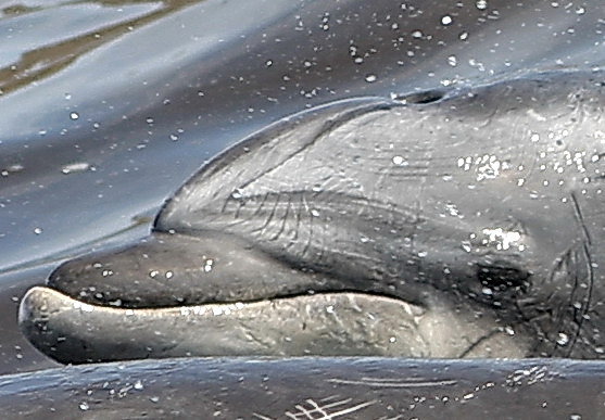 HELP SAVE DOLPHINS IN CALFORNIA WATERS