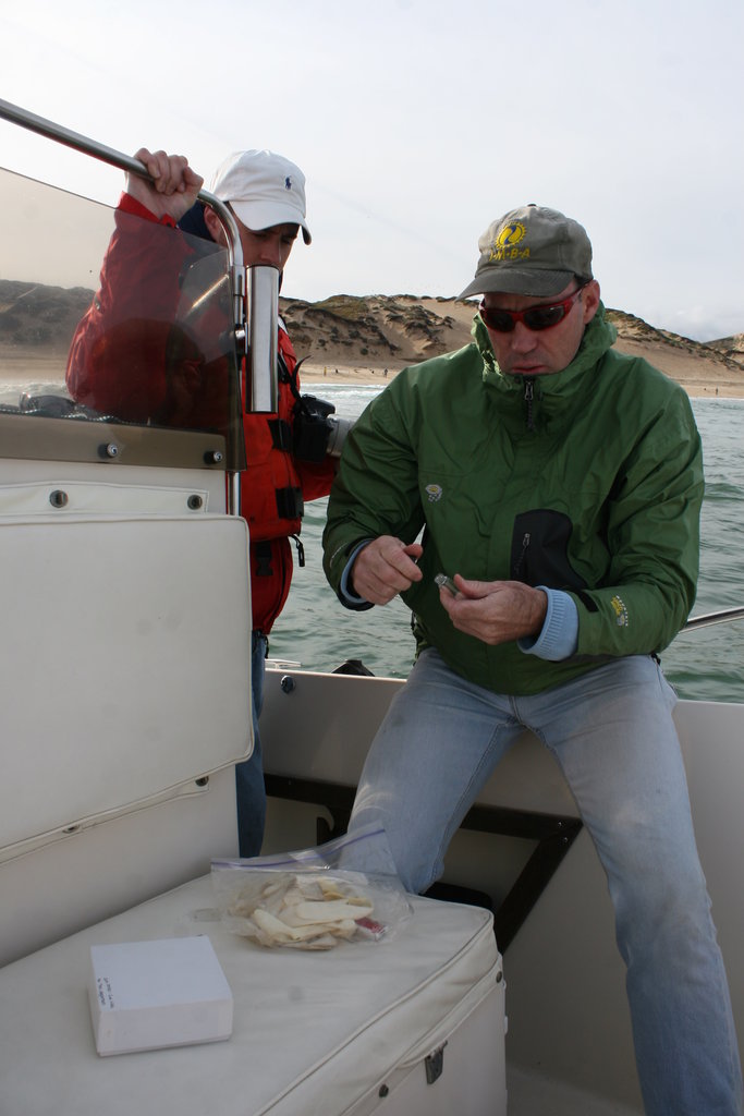 HELP SAVE DOLPHINS IN CALFORNIA WATERS