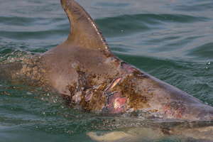 Calf with Severe Abrasions