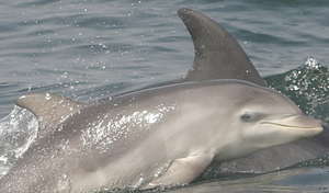 Mother-Calf Pair