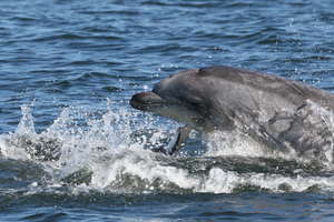 An older calf