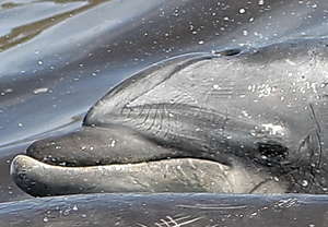 Dolphin Face