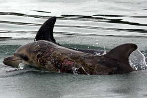 HELP SAVE DOLPHINS IN CALFORNIA WATERS