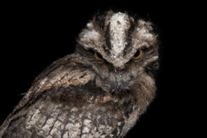 Tawny Frogmouth