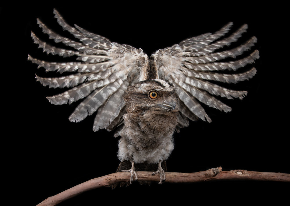Tawny Frogmouth